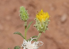 Xanthisma grindelioides