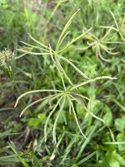 Chloris