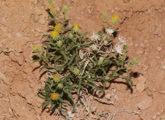 Xanthisma grindelioides