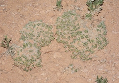 Eriogonum aretioides