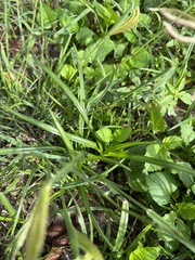Chloris
