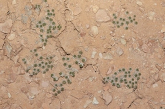 Eriogonum aretioides
