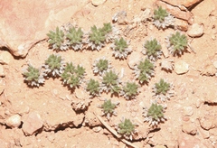 Eriogonum aretioides