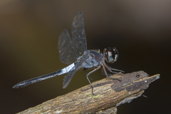 Orchithemis pruinans