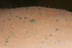 Eriogonum aretioides
