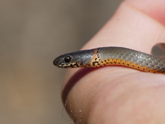 Diadophis punctatus similis