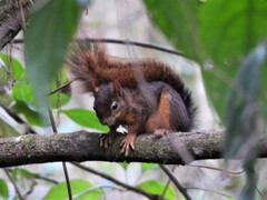 Sciurus ignitus