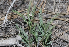 Astragalus tenellus