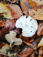 Clitocybe phyllophila