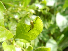 Calotheca