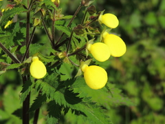 Calceolaria tripartita