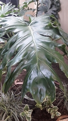 Philodendreae