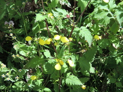 Calceolaria tripartita