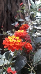 Lantana horrida