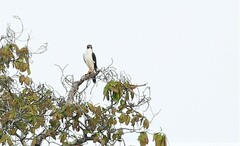 Accipiter poliogaster