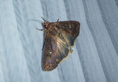 Condica roxana