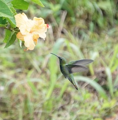 Anthracothorax aurulentus