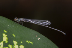 Prodasineura collaris