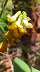 Vicia nigricans