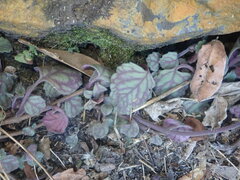Plectranthus verticillatus