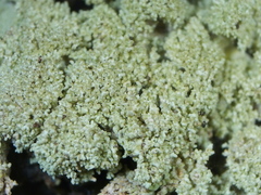 Pertusaria coccodes