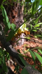 Vicia nigricans