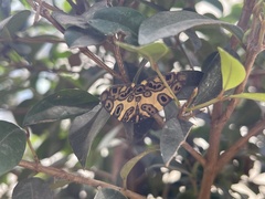 Pantherodes