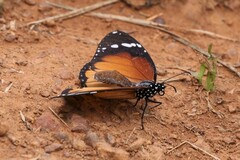 Danaus chrysippus orientis