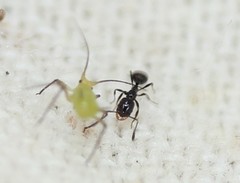 Temnothorax pergandei