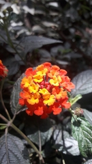 Lantana horrida