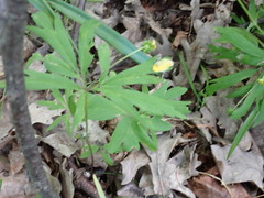 Anemonoides ranunculoides