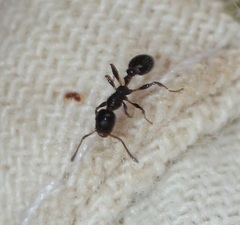 Temnothorax pergandei