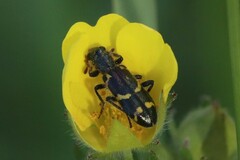 Trichodes ornatus
