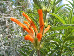 Leonotis leonurus
