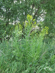 Sisymbrium strictissimum