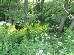 Sisymbrium strictissimum