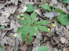 Anemonoides ranunculoides