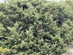 Juniperus virginiana