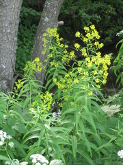Sisymbrium strictissimum