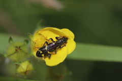 Trichodes ornatus