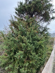 Juniperus virginiana