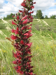 Pontechium maculatum