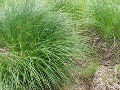 Carex cespitosa