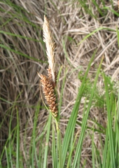 Carex cespitosa