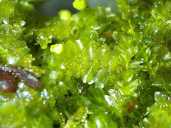 Calypogeia integristipula