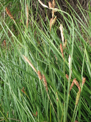 Carex cespitosa