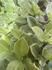 Ligustrum ovalifolium