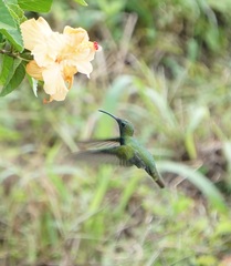 Anthracothorax aurulentus