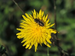 Eristalinus aeneus