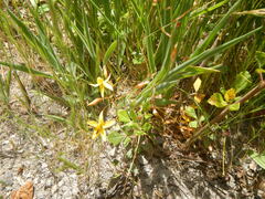 Cyanella lutea